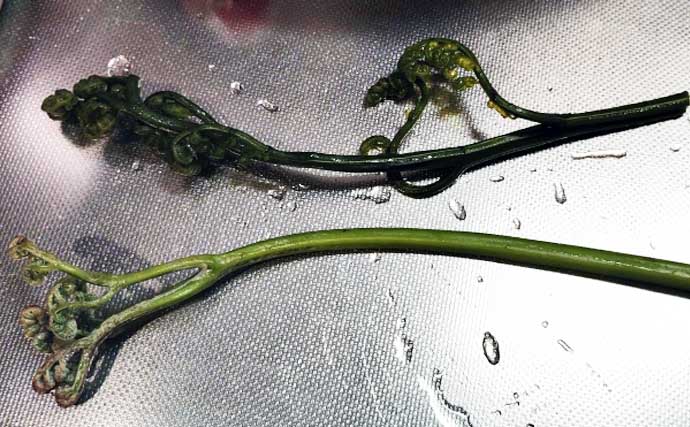 「釣魚より家族に喜ばれるかも？」渓流釣り場で採れる野草3選【ヨモギ・ユキノシタ・わらび】