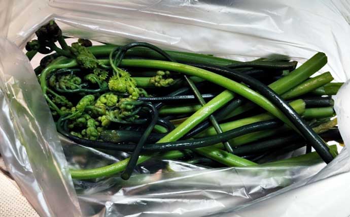 「釣魚より家族に喜ばれるかも？」渓流釣り場で採れる野草3選【ヨモギ・ユキノシタ・わらび】