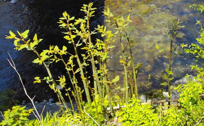 もはや「野菜級に美味しい野草」3選　渓流釣りついでにゲットしよう！