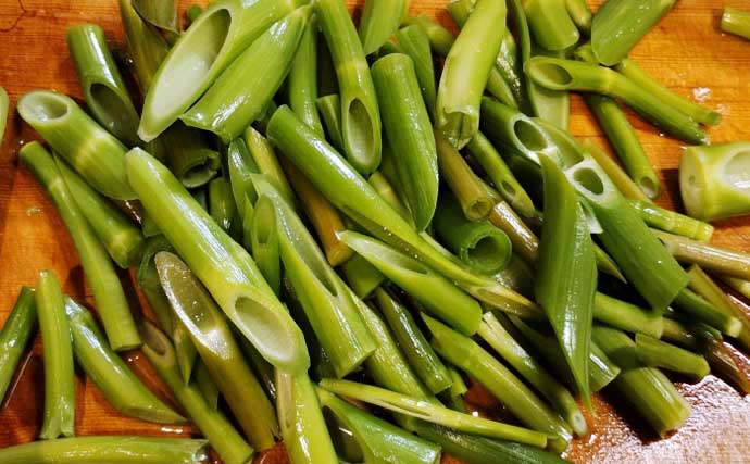 もはや「野菜級に美味しい野草」3選　渓流釣りついでにゲットしよう！