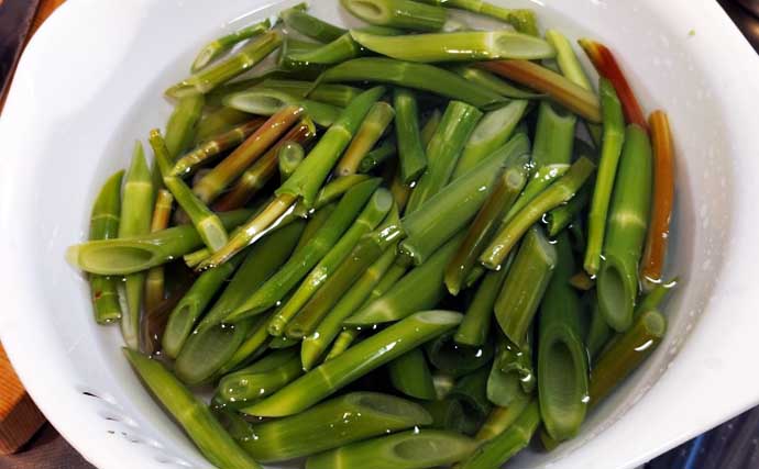 もはや「野菜級に美味しい野草」3選　渓流釣りついでにゲットしよう！
