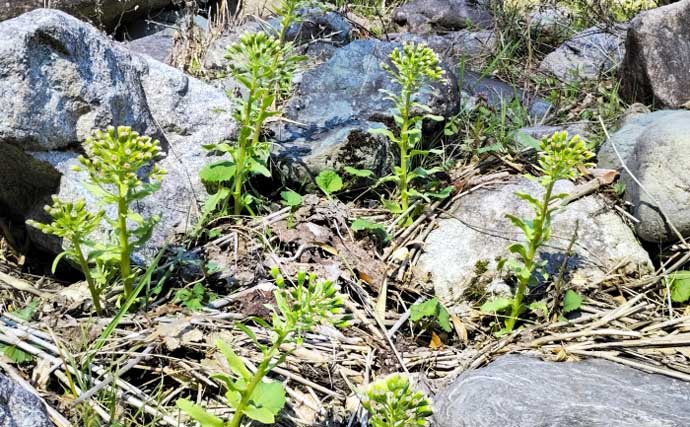もはや「野菜級に美味しい野草」3選　渓流釣りついでにゲットしよう！