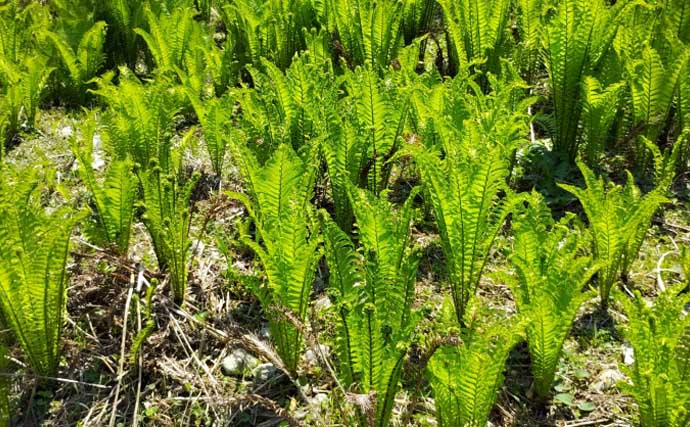 もはや「野菜級に美味しい野草」3選　渓流釣りついでにゲットしよう！