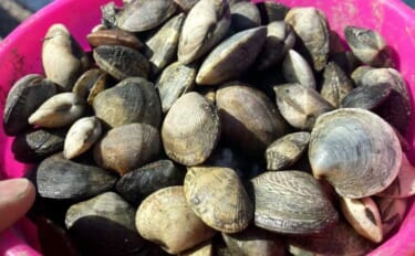 掘り跡が目立つ干潟で「残りポイント」発見！　松島漁場での潮干狩りで良型…