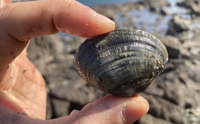 掘り跡が目立つ干潟で「残りポイント」発見！　松島漁場での潮干狩りで良型アサリ確保【愛知】