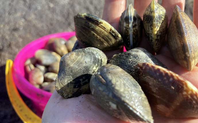 掘り跡が目立つ干潟で「残りポイント」発見！　松島漁場での潮干狩りで良型アサリ確保【愛知】