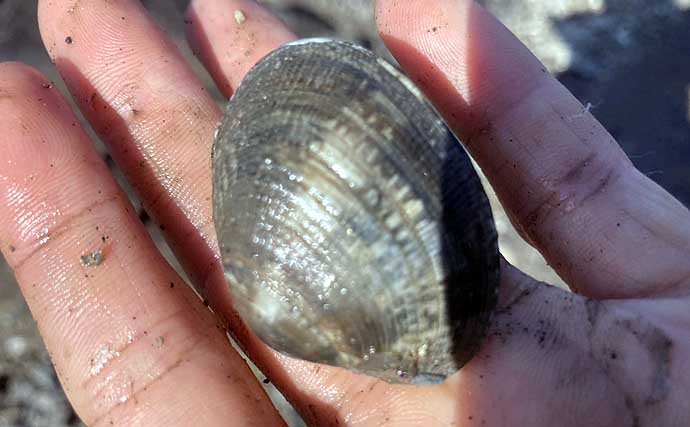 掘り跡が目立つ干潟で「残りポイント」発見！　松島漁場での潮干狩りで良型アサリ確保【愛知】
