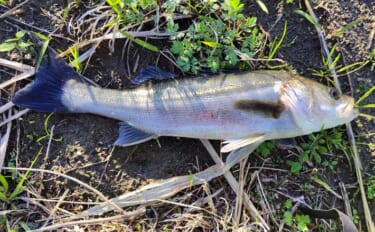 無限『ハク』地獄に大苦戦！ リバーシーバスゲームで60cm級本命手中【…