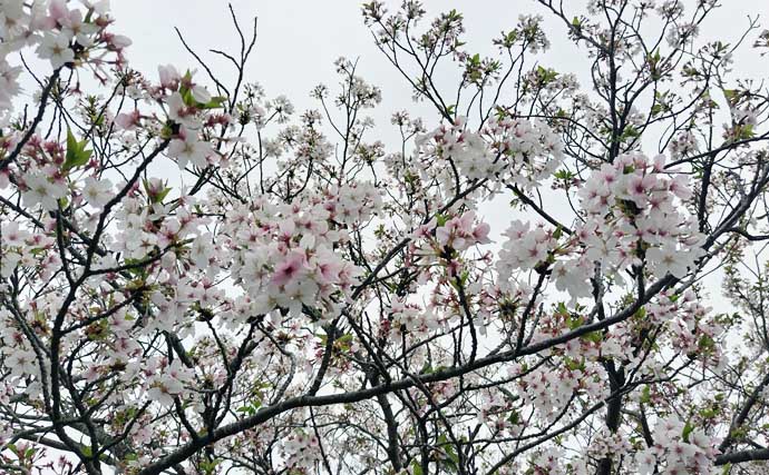 無限『ハク』地獄に大苦戦！ リバーシーバスゲームで60cm級本命手中【千葉】