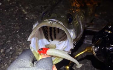 「海水温は上がったけど海はまだ静か」大阪湾沿岸ルアーフィッシングのリア…