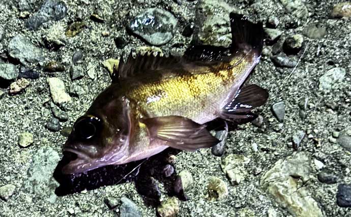 「海水温は上がったけど海はまだ静か」大阪湾沿岸ルアーフィッシングのリアルタイム釣況