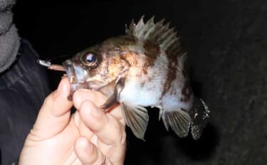 「アジ・メバルの食い渋りに抜群の効果！」 マイクロテンヤの宙釣りってど…