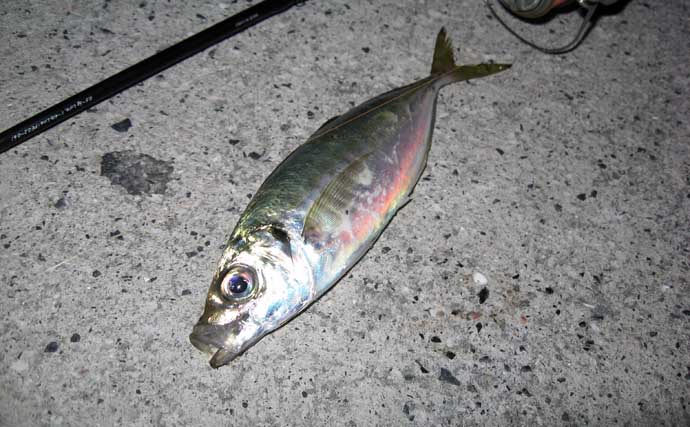 「アジ・メバルの食い渋りに抜群の効果！」 マイクロテンヤの宙釣りってどんな釣り？