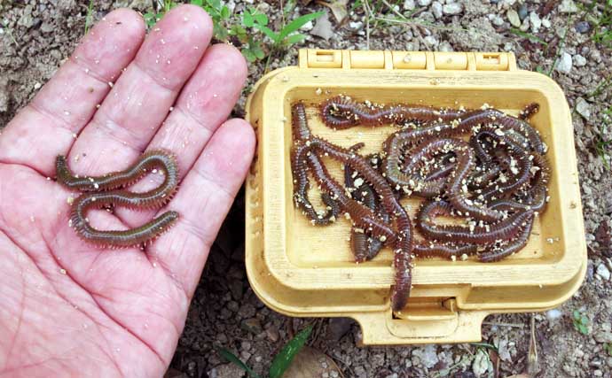 「アジ・メバルの食い渋りに抜群の効果！」 マイクロテンヤの宙釣りってどんな釣り？