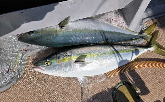 「寒ブリ並みに脂ノリノリ！」若狭湾ジギングでブリが連発【あみや渡船・JIG‐BOY】