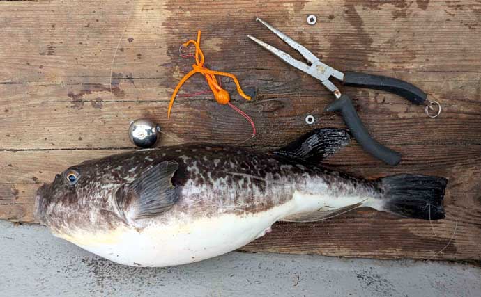 「高価なTGシンカーが餌食に」敦賀沖タイラバ釣行で本命手中もマフグの猛攻に大苦戦【福井】