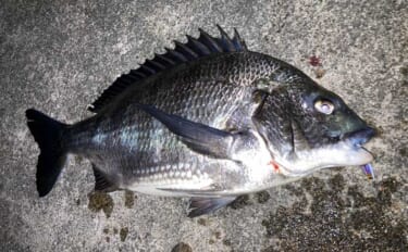 霞ヶ浦ふ頭でのクロダイプラッギングで本命クロダイにシーバス浮上【三重】