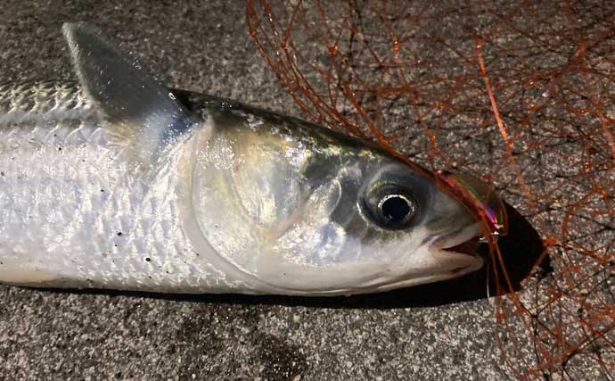 霞ヶ浦ふ頭でのクロダイプラッギングで本命クロダイにシーバス浮上【三重】