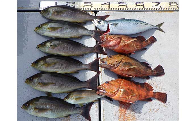 「3kg級シマアジ連打！」金洲五目釣りが好調【船釣り釣果速報14選・愛知／静岡】