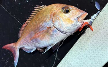 壱岐周辺でのタイラバ釣行で3kg級マダイを好捕！【勇勝丸・佐賀】ひとつ…