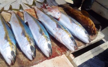 「10kg頭にヒラマサ連打！」早福沖のイカ流し釣りで青物好調【船釣り最…