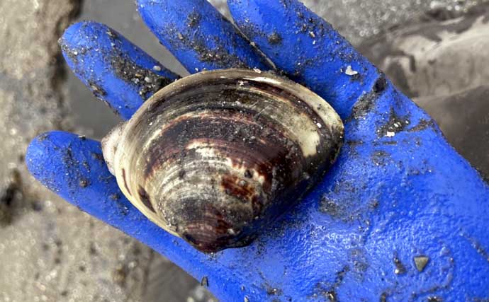 解禁初日の『竹島海岸』で8cm級良型ハマグリを発見【愛知】1時間で規定量5kgに到達！