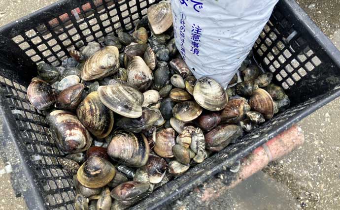 解禁初日の『竹島海岸』で8cm級良型ハマグリを発見【愛知】1時間で規定量5kgに到達！