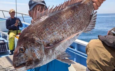 活エビでのテンヤ釣りで6kg超え大型マダイ浮上！　関東エリアの【船釣り…