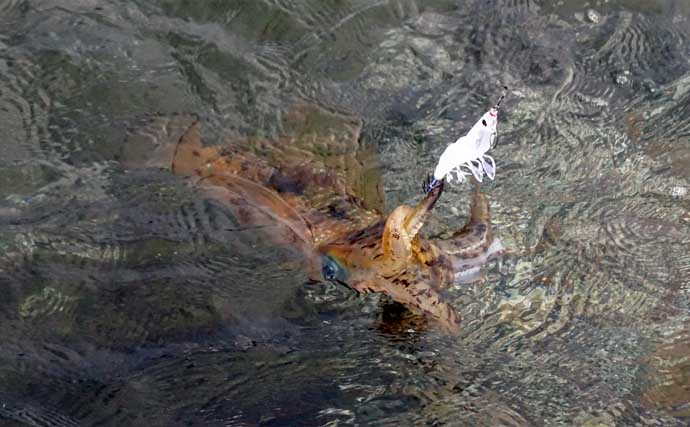 沖磯で春の大型アオリイカを狙い撃つ！【宮崎】良型アオリにコウイカ連打の秘訣は最新エギとランガンにあり