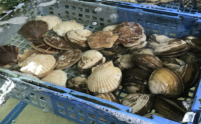 ホタテの一大産地がピンチ！　青森の陸奥湾でホタテの養殖業に危機迫る