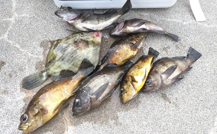 堤防のちょい投げ釣りを始めよう！ 【初心者向け道具・仕掛け・釣果アップのコツを解説】