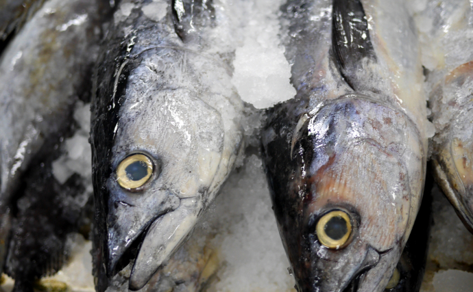 目玉を調べると行動履歴が分かる？　魚だけでなくヒグマの生態調査にも活用