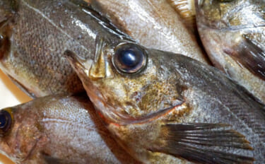 目玉を調べると行動履歴が分かる？　魚だけでなくヒグマの生態調査にも活用