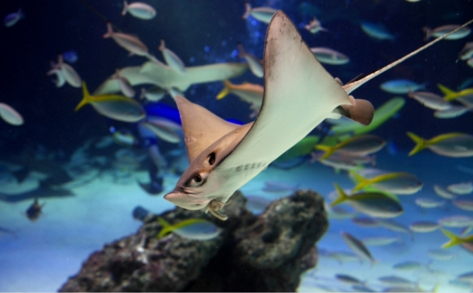 アサリ資源を守ろうとすると絶滅危惧種のサメが減るワケとは？