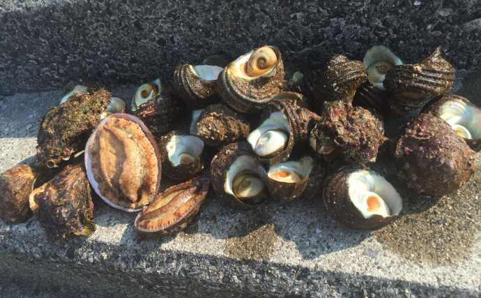 「春は一般人の密猟が増える季節？」　貝や海藻に採取にはくれぐれもご注意を！