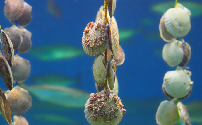 ホタテの一大産地がピンチ！　青森の陸奥湾でホタテの養殖業に危機迫る