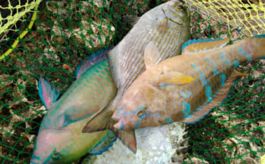 「未利用魚」の活用＝正義ではない　どうすれば採らずに済むかも考えるべき…