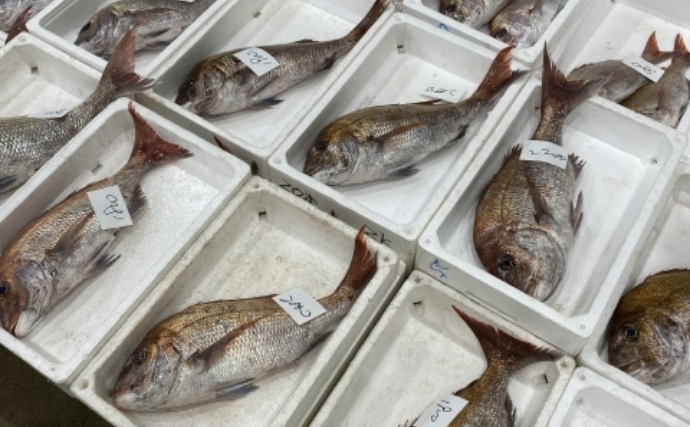 ホルムズ海峡封鎖で日本の漁業が大ピンチ？ 「稚魚」が輸入できず養殖に影響も