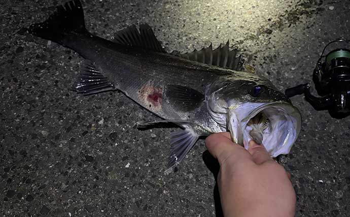 汽水域でのルアー釣行で60cmシーバスに45cmチヌをキャッチ【泉大津・大阪】