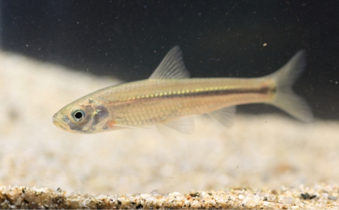 淡水魚トップクラスの味を誇る『ホンモロコ』　逆立ちさせて焼くと美味しいワケとは？