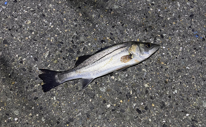 シーサイドコスモのメバリング釣行でシーバス連打！【大阪】本命メバルは不発