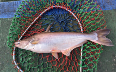 「淡水魚から海藻まで？」 世界の食卓を支える意外な養殖魚介たち