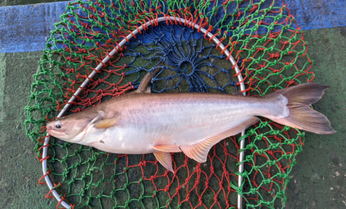 「淡水魚から海藻まで？」 世界の食卓を支える意外な養殖魚介たち