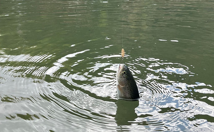 半日のエリアトラウト釣行で52匹と満足釣果【千早川マス釣り場】
