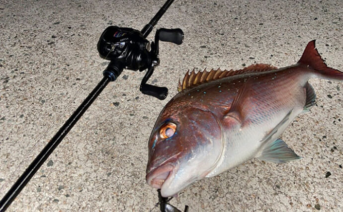 陸っぱりライトロックゲームでマダイにマゴチと絶好調！【山陰】カサゴは連発