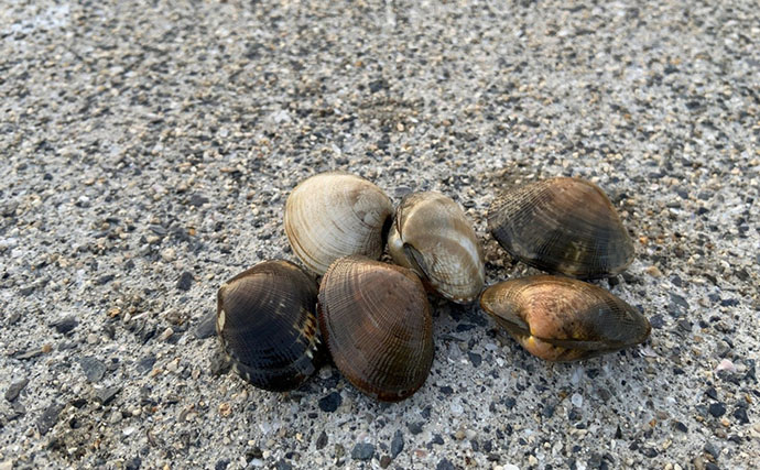 「なぜ？死んだアサリが沢山・・・」大潮の潮干狩りで本命発見も苦戦【岡山】