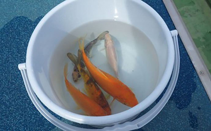 日本一小さい「蕨」市の唯一の釣り堀『つかプーフィッシング』で鯉とニジマス釣りを堪能