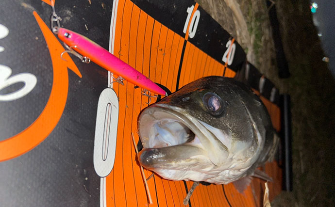 「激戦区は簡単には釣れない！」東京湾奥のバチ抜けシーバス【高実績ルアー3選】