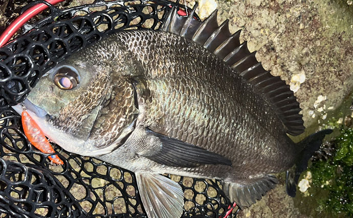 「想定外の大型魚がヒット！」 夜磯メバリング釣行で良型ヒラスズキを手中【福岡】