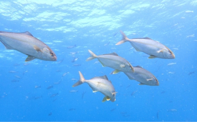 ホルムズ海峡封鎖で日本の漁業が大ピンチ？ 「稚魚」が輸入できず養殖に影響も